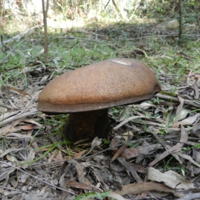 Phlebopus marginatus (Giant Bolete) at Wapengo, NSW - 11 Apr 2019 by SueMuffler