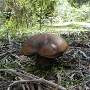 Phlebopus marginatus at Wapengo, NSW - 11 Apr 2019 12:19 PM