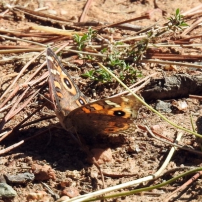 Junonia villida (Meadow Argus) at Lake Burley Griffin West - 10 Apr 2019 by RodDeb