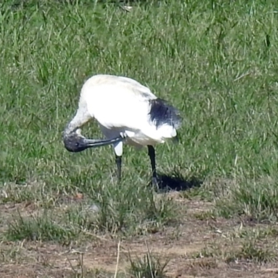 Threskiornis molucca (Australian White Ibis) at Lake Burley Griffin West - 10 Apr 2019 by RodDeb