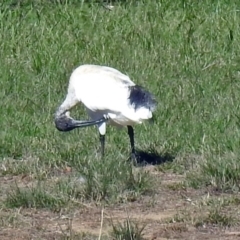 Threskiornis molucca (Australian White Ibis) at Molonglo Valley, ACT - 10 Apr 2019 by RodDeb