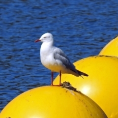 Chroicocephalus novaehollandiae (Silver Gull) at Lake Burley Griffin West - 10 Apr 2019 by RodDeb