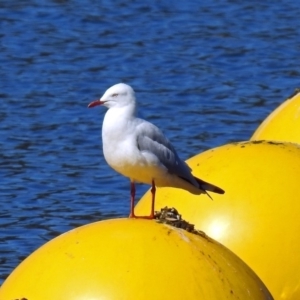 Chroicocephalus novaehollandiae at Yarralumla, ACT - 10 Apr 2019