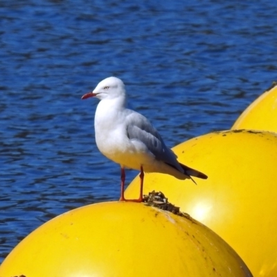 Chroicocephalus novaehollandiae (Silver Gull) at Yarralumla, ACT - 10 Apr 2019 by RodDeb