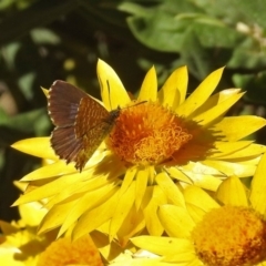 Theclinesthes serpentata (Saltbush Blue) at ANBG - 10 Apr 2019 by RodDeb