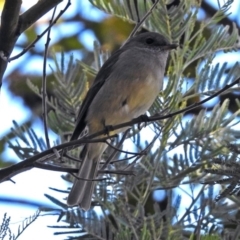 Pachycephala pectoralis (Golden Whistler) at Hackett, ACT - 10 Apr 2019 by RodDeb