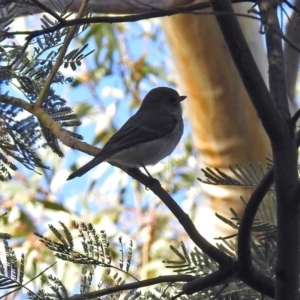 Pachycephala pectoralis at Hackett, ACT - 10 Apr 2019