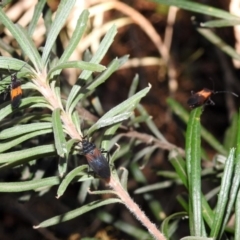 Oncopeltus (Oncopeltus) sordidus at Hackett, ACT - 10 Apr 2019 02:55 PM