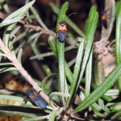 Oncopeltus (Oncopeltus) sordidus at Hackett, ACT - 10 Apr 2019