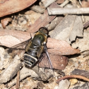 Villa sp. (genus) at Higgins, ACT - 31 Mar 2019