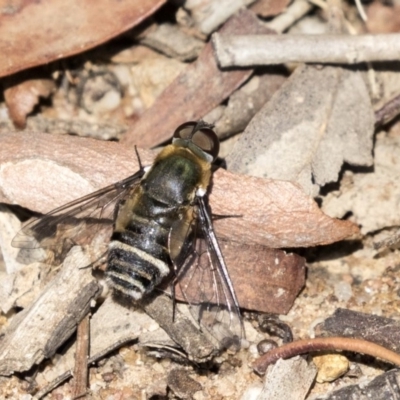 Villa sp. (genus) (Unidentified Villa bee fly) at Higgins, ACT - 31 Mar 2019 by AlisonMilton