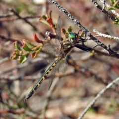 Hemicordulia australiae (Australian Emerald) at Acton, ACT - 10 Apr 2019 by RodDeb