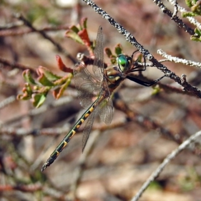 Hemicordulia australiae (Australian Emerald) at Acton, ACT - 10 Apr 2019 by RodDeb