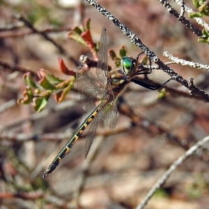 Hemicordulia australiae at Acton, ACT - 10 Apr 2019