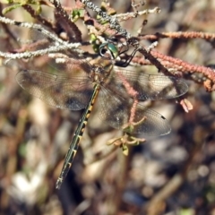 Hemicordulia australiae at Acton, ACT - 10 Apr 2019