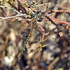 Hemicordulia australiae at Acton, ACT - 10 Apr 2019