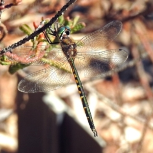 Hemicordulia australiae at Acton, ACT - 10 Apr 2019