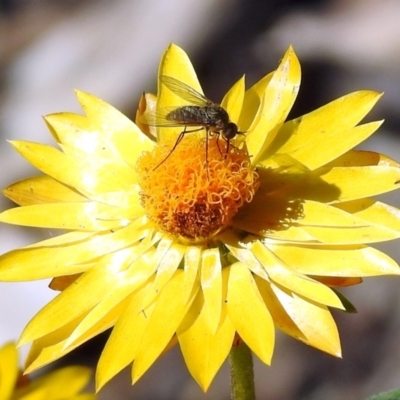 Geron sp. (genus) (Slender Bee Fly) at Acton, ACT - 10 Apr 2019 by RodDeb