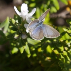 Zizina otis (Common Grass-Blue) at Stromlo, ACT - 11 Apr 2019 by Fefifofum