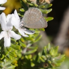 Zizina otis at Stromlo, ACT - 11 Apr 2019