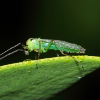 Chironomidae (family) (Non-biting Midge) at Evatt, ACT - 4 Apr 2019 by TimL