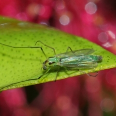 Chironomidae (family) at Evatt, ACT - 5 Apr 2019