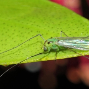 Chironomidae (family) at Evatt, ACT - 5 Apr 2019