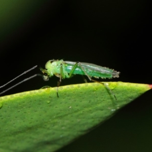 Chironomidae (family) at Evatt, ACT - 5 Apr 2019