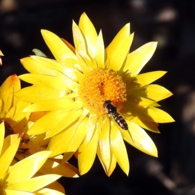 Melangyna viridiceps (Hover fly) at Acton, ACT - 10 Apr 2019 by RodDeb