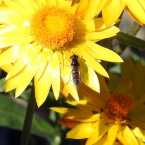 Melangyna viridiceps at Acton, ACT - 10 Apr 2019 01:13 PM