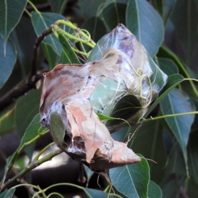 Dichocrocis clytusalis (Kurrajong Leaf-tier, Kurrajong Bag Moth) at ANBG - 10 Apr 2019 by RodDeb