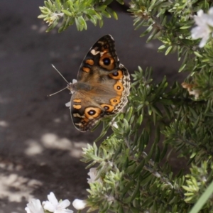 Junonia villida at Stromlo, ACT - 11 Apr 2019 01:51 PM