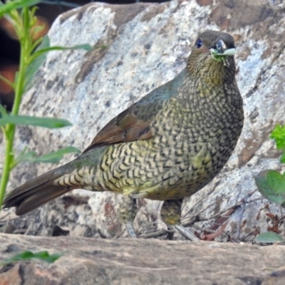 Ptilonorhynchus violaceus (Satin Bowerbird) at ANBG - 10 Apr 2019 by RodDeb