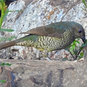 Ptilonorhynchus violaceus at Acton, ACT - 10 Apr 2019 03:57 PM