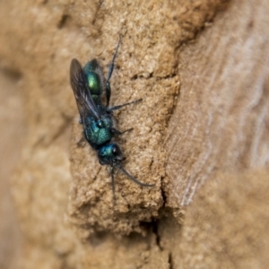 Aglaotilla sp. (genus) at Higgins, ACT - 6 Apr 2019 11:43 AM