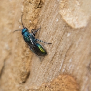 Aglaotilla sp. (genus) at Higgins, ACT - 6 Apr 2019