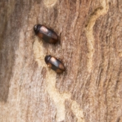 Tenebrionidae (family) (Darkling beetle) at Higgins, ACT - 6 Apr 2019 by AlisonMilton