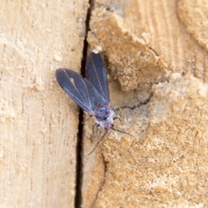 Monophlebidae sp. (family) at Higgins, ACT - 6 Apr 2019 11:47 AM