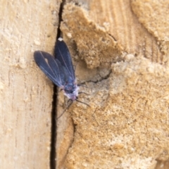 Monophlebidae sp. (family) at Higgins, ACT - 6 Apr 2019 11:47 AM