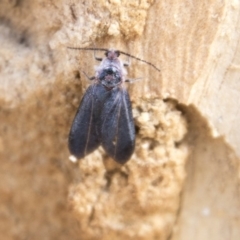 Monophlebidae sp. (family) at Higgins, ACT - 6 Apr 2019 11:47 AM