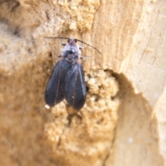 Monophlebidae sp. (family) at Higgins, ACT - 6 Apr 2019 11:47 AM