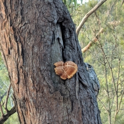 Unidentified at Tallong, NSW - 11 Apr 2019 by Margot