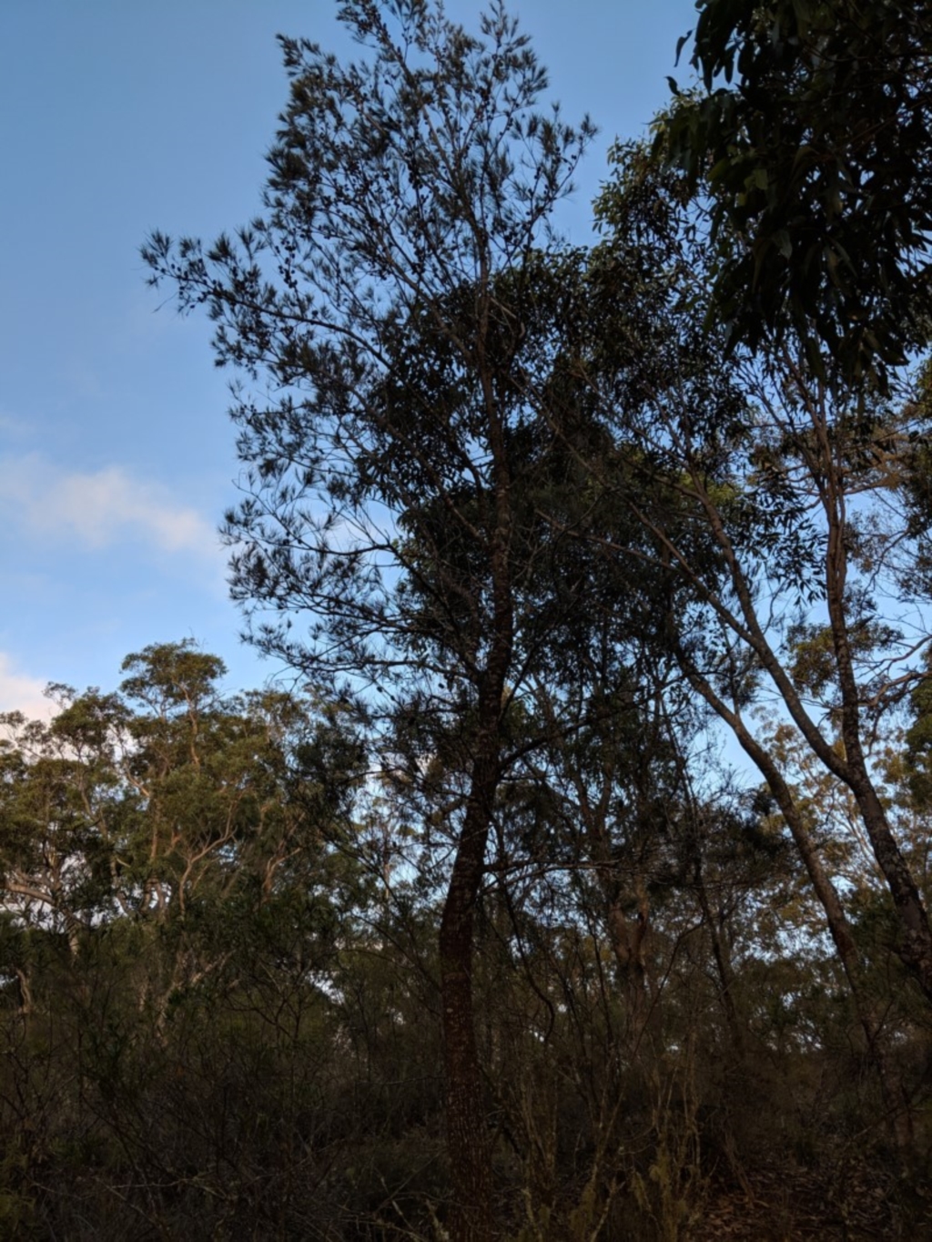 Allocasuarina littoralis at Tallong, NSW - 11 Apr 2019