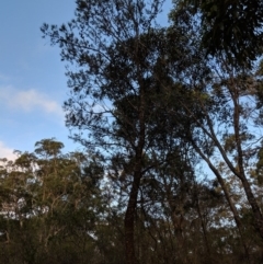 Allocasuarina littoralis (Black She-oak) at Tallong, NSW - 11 Apr 2019 by Margot