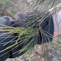 Allocasuarina littoralis at Tallong, NSW - 11 Apr 2019 05:04 PM