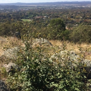 Bidens pilosa at Red Hill, ACT - 11 Apr 2019 12:10 PM