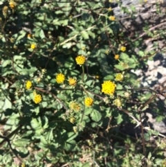 Bidens pilosa at Red Hill, ACT - 11 Apr 2019 12:10 PM