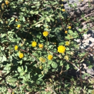 Bidens pilosa at Red Hill, ACT - 11 Apr 2019