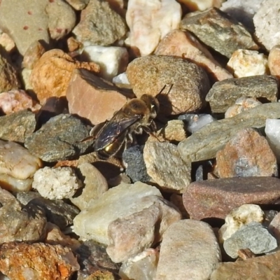 Leioproctus (Leioproctus) amabilis (A plaster bee) at ANBG - 10 Apr 2019 by RodDeb