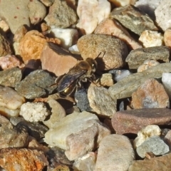 Leioproctus (Leioproctus) amabilis (A plaster bee) at Acton, ACT - 10 Apr 2019 by RodDeb